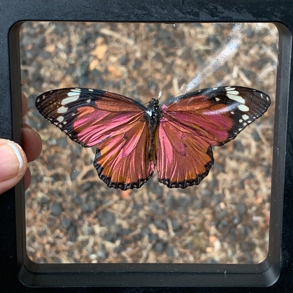 Sugarlight Real Butterfly - Picture 8 of 10